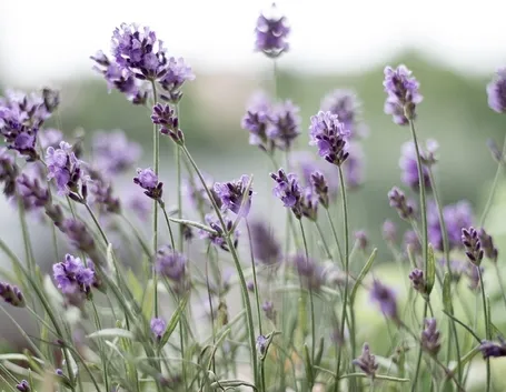 Coltivare lavanda