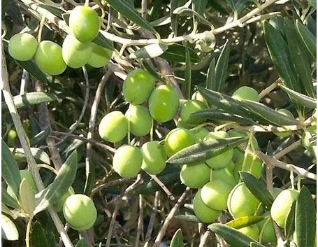 olive