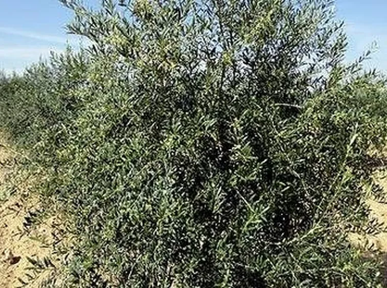 olivo