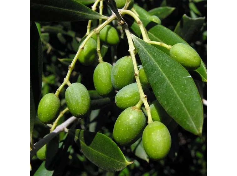 olive