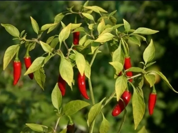 pianta di peperoncini rossi