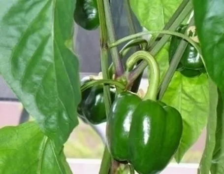 peperoni