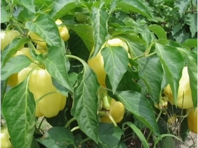 pianta di peperoni