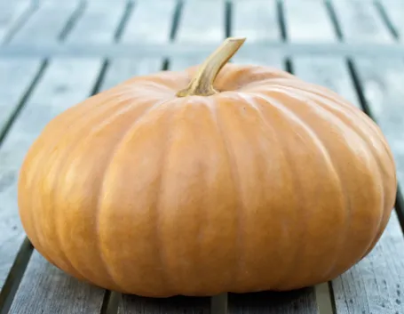 zucca