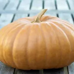 zucca