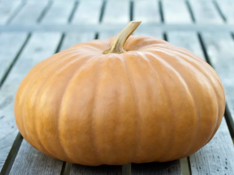 zucca