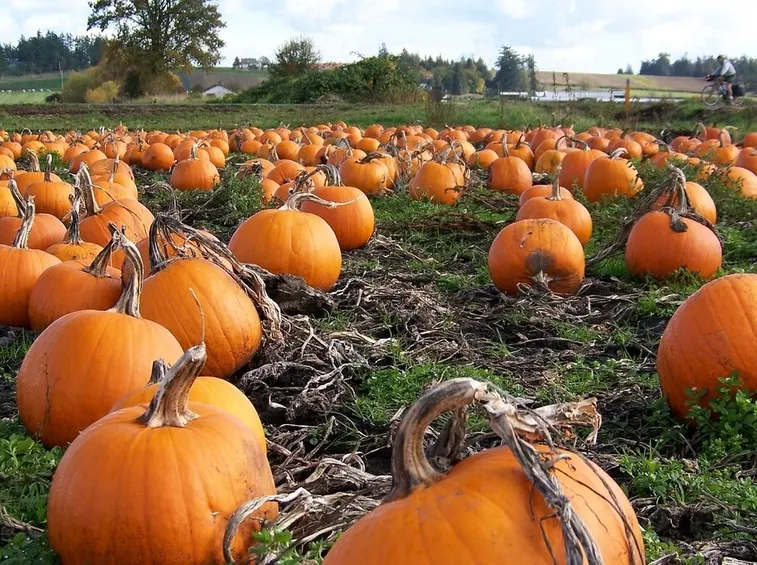 pianta di zucca