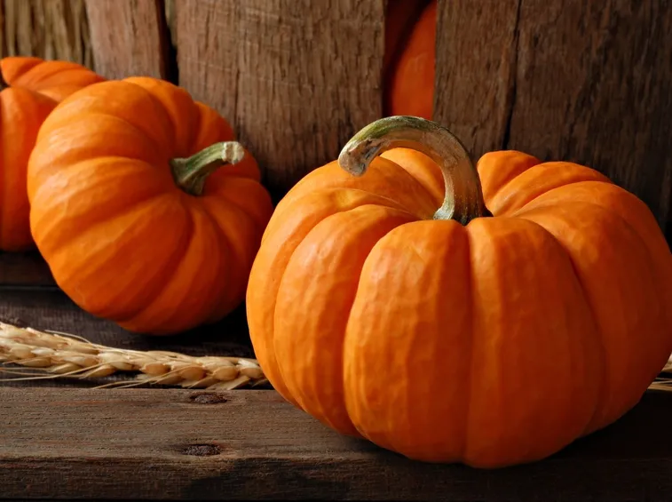 zucca coltivazione