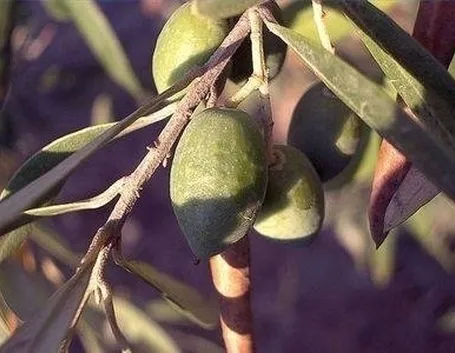 olive