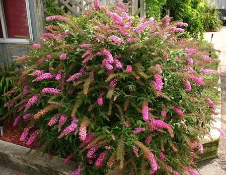 Buddleia