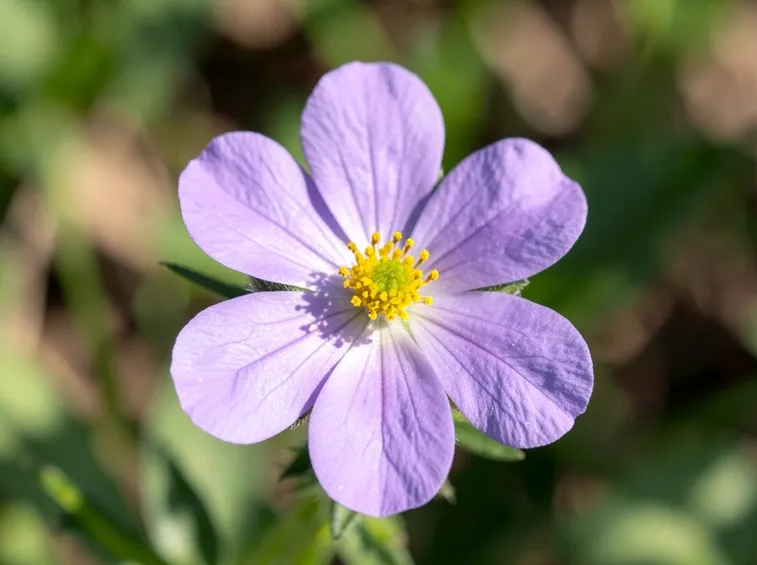 fiore malva