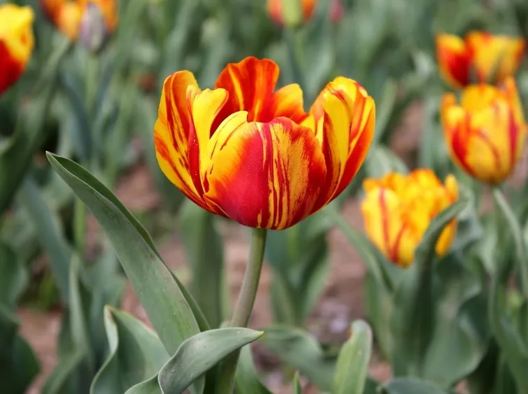 tulipani
