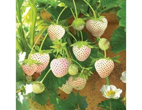fragola bianca
