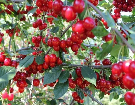 Innestare il ciliegio per produrre buoni frutti