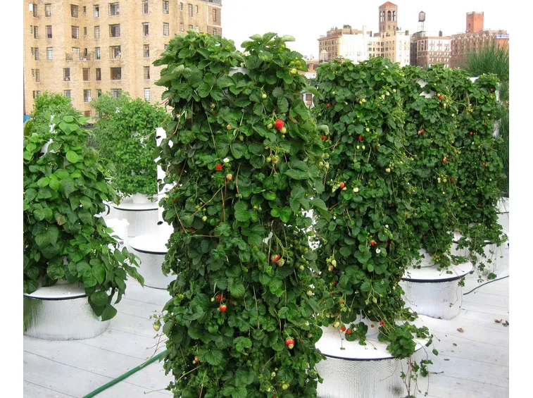 fragole con coltivazione aeroponica