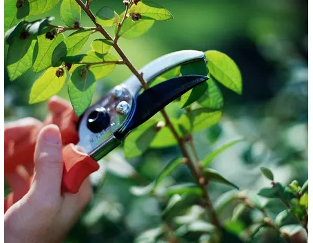 Lavori in giardino di aprile