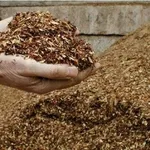 pacciamatura