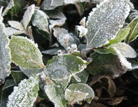 Gelate invernali 