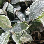 Gelate invernali 