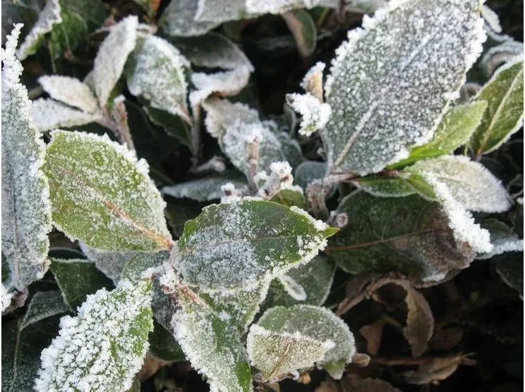 Gelate invernali