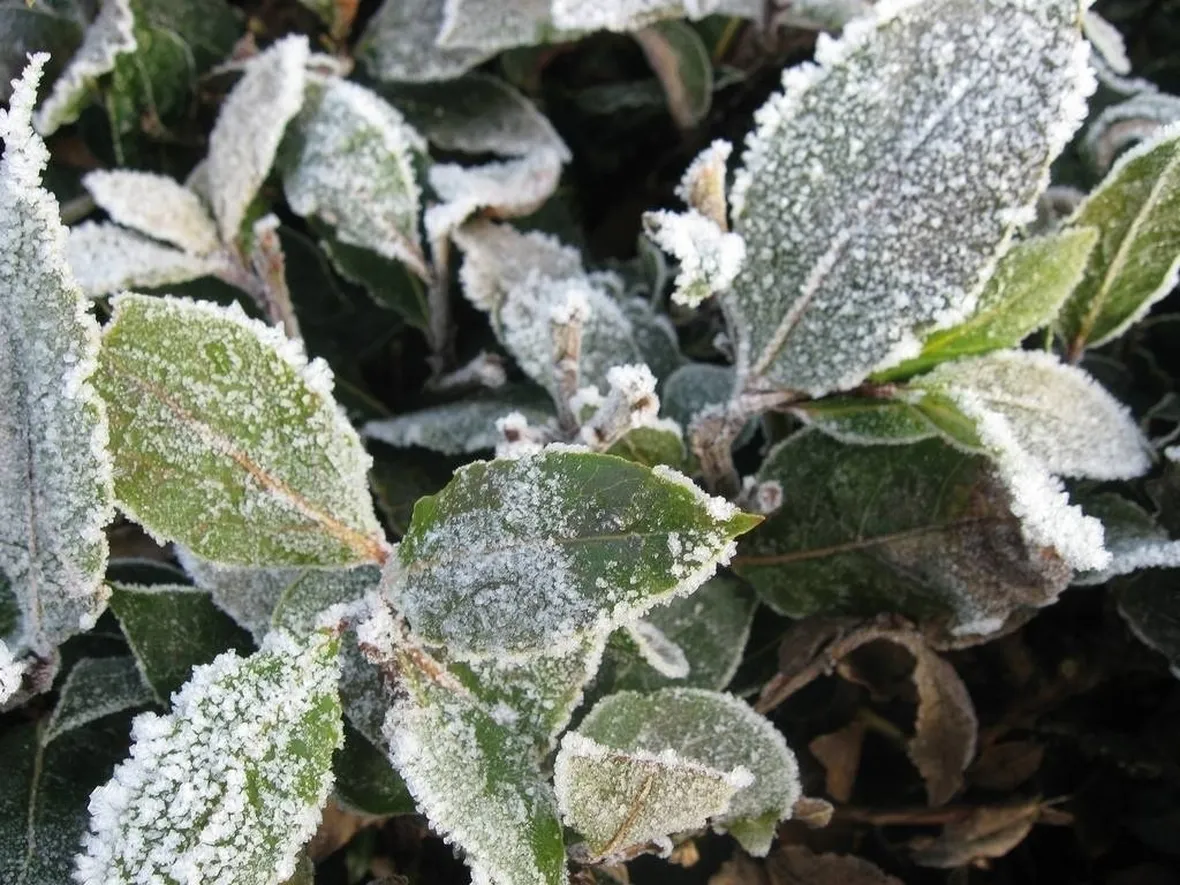 Gelate invernali