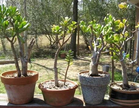 rinvasare piante