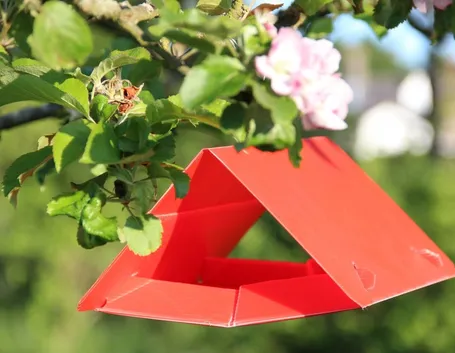 trappola per insetti