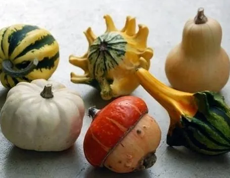 Zucche ornamentali