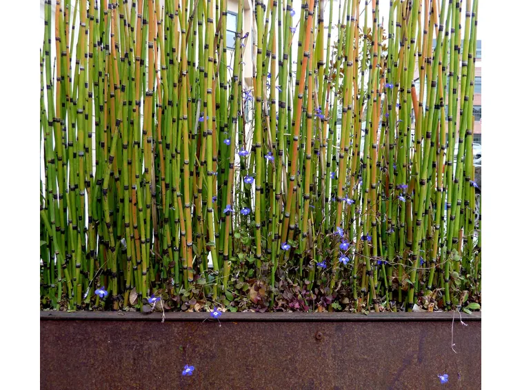 Pianta di bamboo