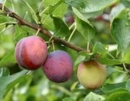 pianta 
