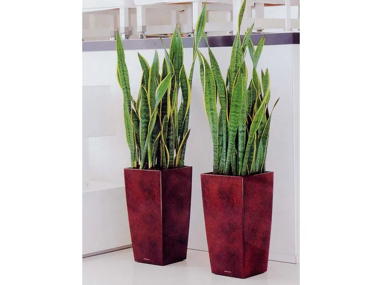 sanseveria