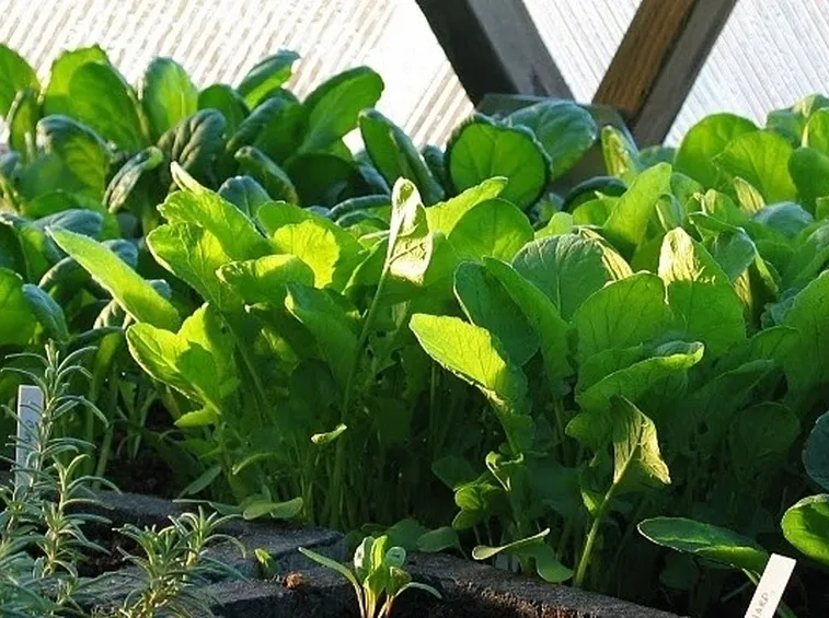 Piante di insalata