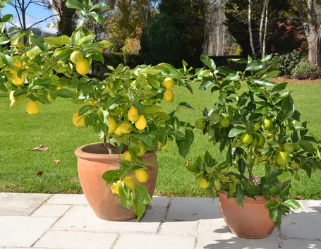 Piante di limone in vaso