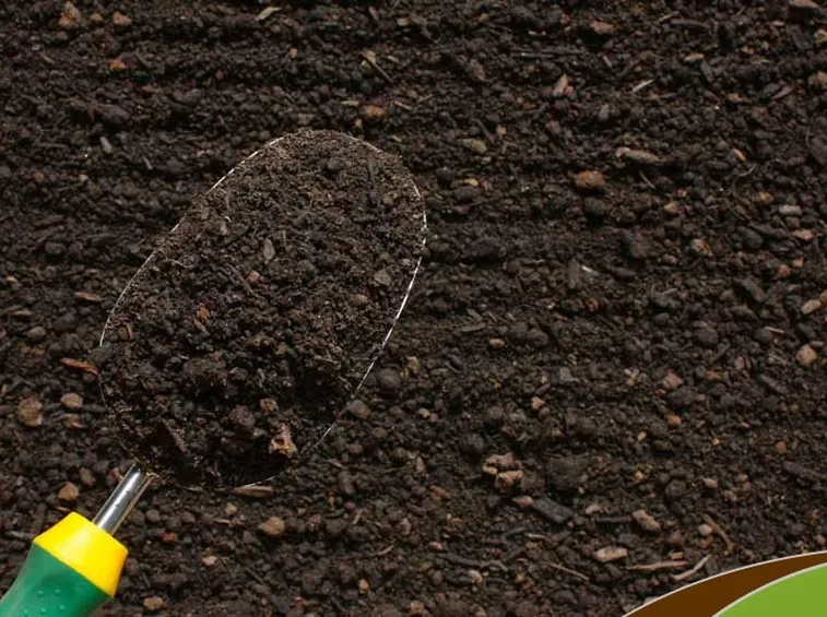 Terra ideale per i limoni