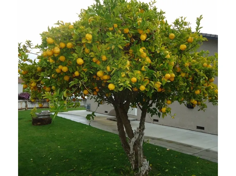 Limone in piena terra