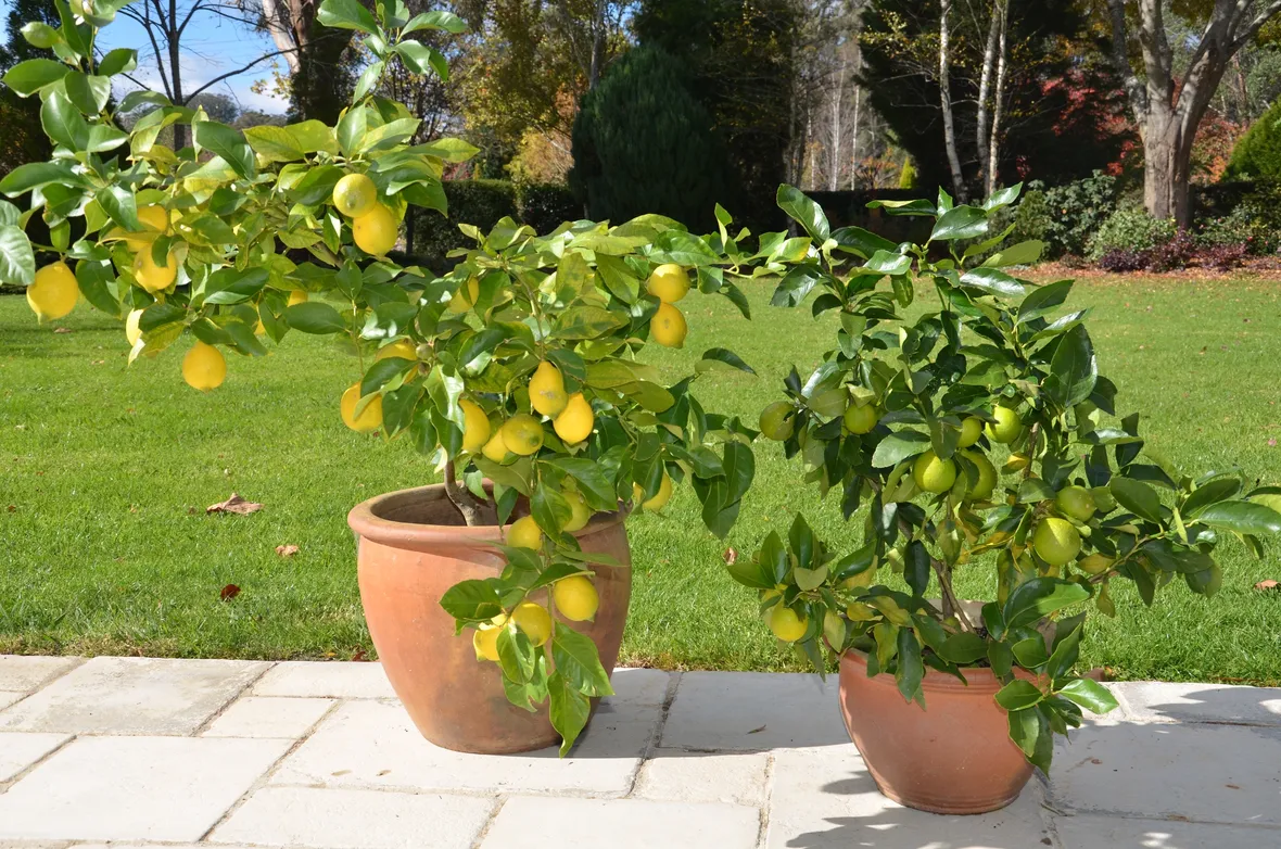 Piante di limone in vaso