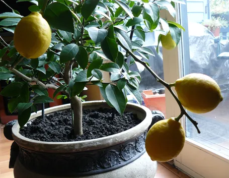Coltivazione dei limoni in vaso