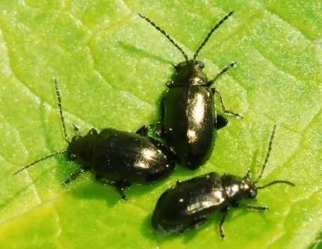Altica 