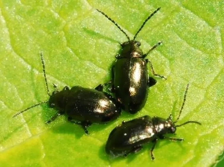 Altica