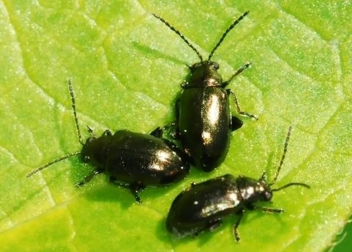 Altica