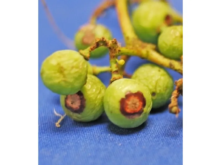 frutti colpiti da antracnosi