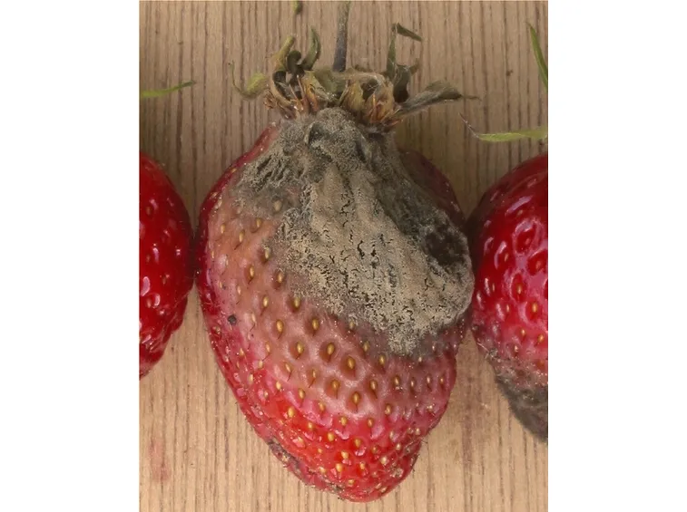 botrite fragole