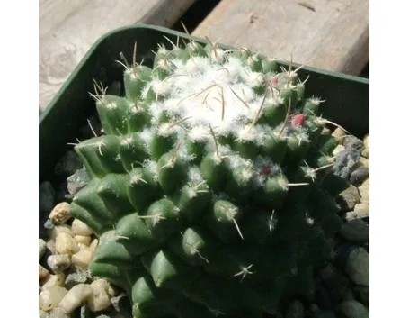 Cactus malattie 