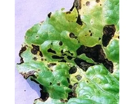 Cladosporiosi 