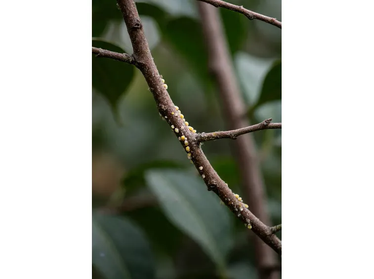 pianta infestata