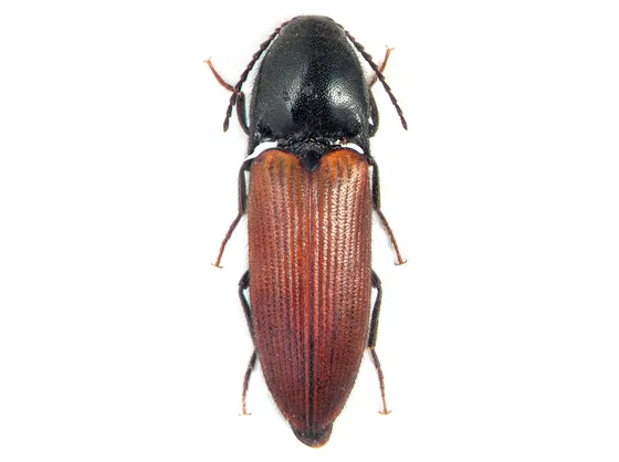 Elateridi insetti 