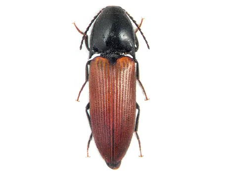 Elateridi insetti 