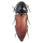 Elateridi insetti 