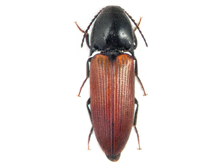 Elateridi insetti 