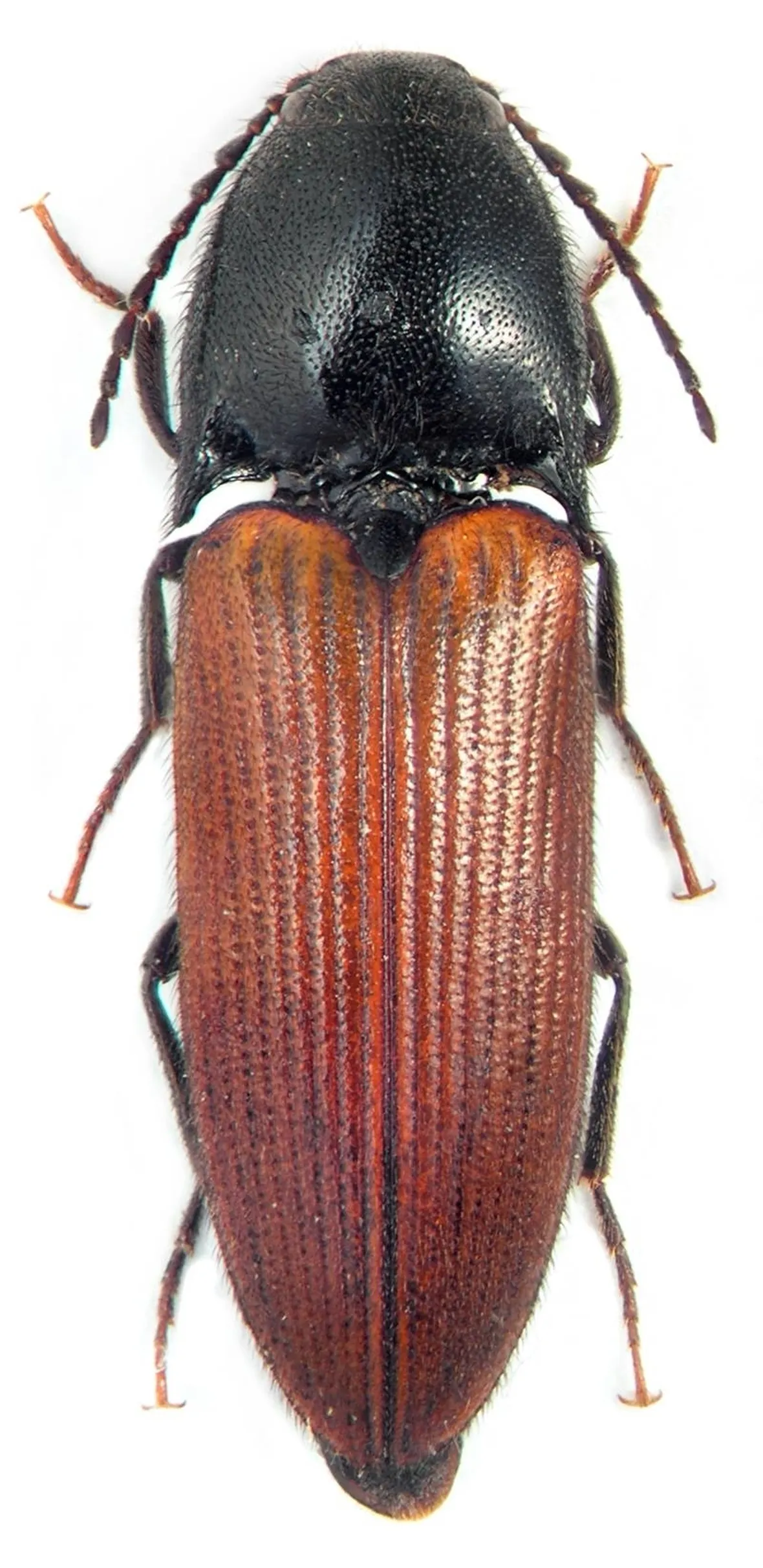 Elateridi insetti 